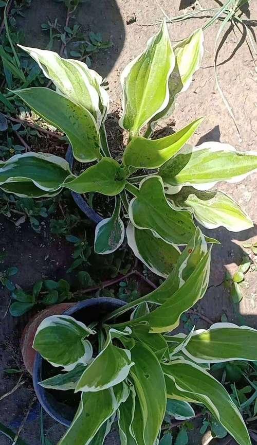玉簪开花时间是什么时候？一年能开几次花吗？