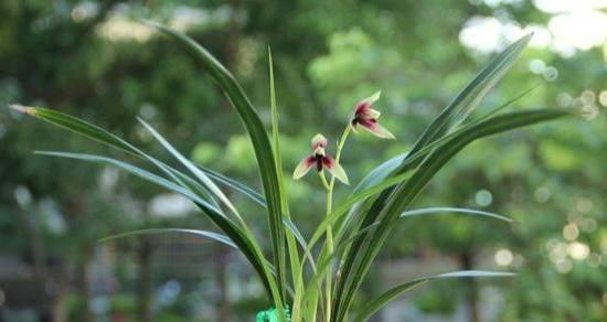 兰花的象征意义及文化传承（探寻兰花的意义与价值）