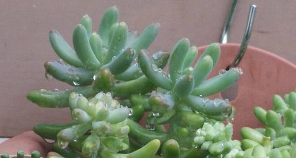 多肉植物夏天淋雨会怎样？淋雨后应该注意什么？
