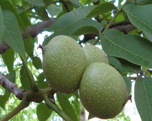 核桃什么品种最好？如何挑选优质核桃？