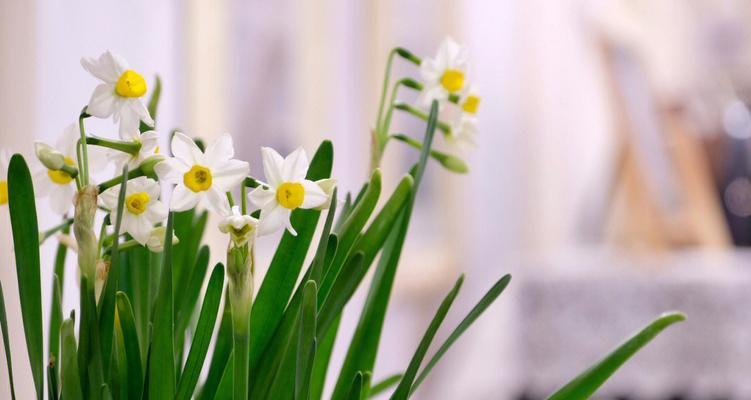 水仙花的寓意与象征意义（传承千年的美丽与神秘）
