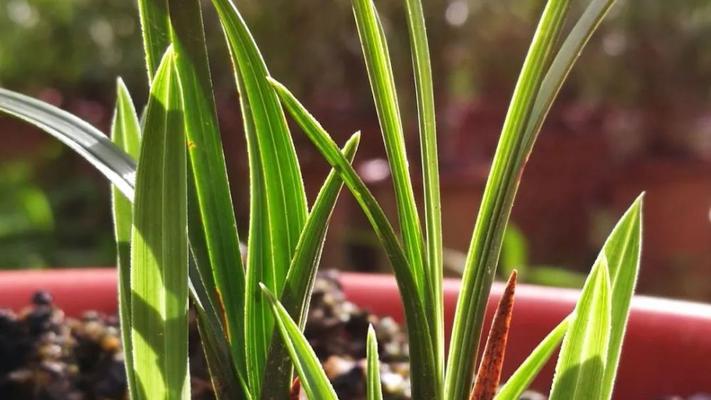 兰花发芽长叶的时间是什么时候？如何促进兰花快速生长？