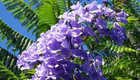 珍惜，以薔薇之语述说真挚情感（探寻薔薇的花语）