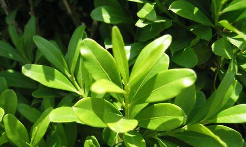 冬青能耐受的最低温度是多少？如何确保冬青安全过冬？