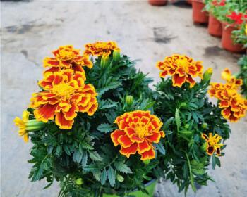 菊花怎么养长的好？掌握这些养护技巧轻松爆盆！