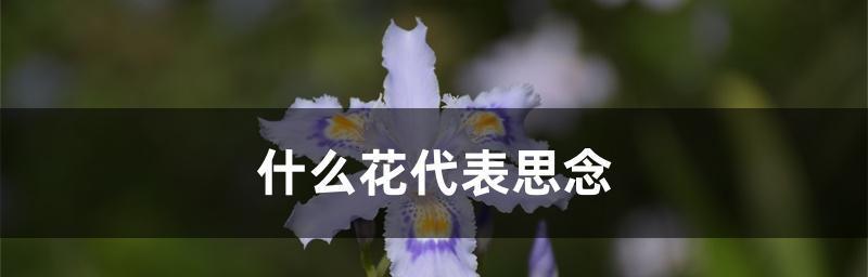 感恩感谢的力量——以向日葵花为主题的花语（向日葵花语揭示的感恩之美）