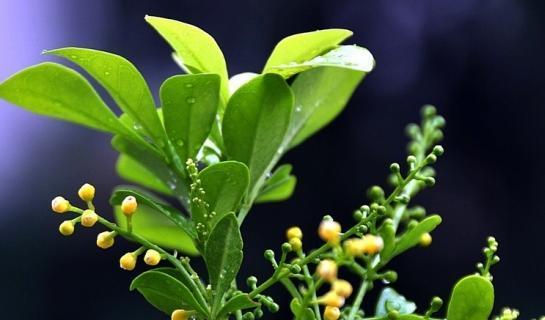 火花兰花语（探寻火花兰花语的深层内涵）