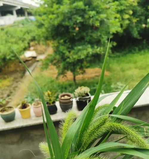 狗尾巴草（探寻狗尾巴草的象征意义与生命启示）