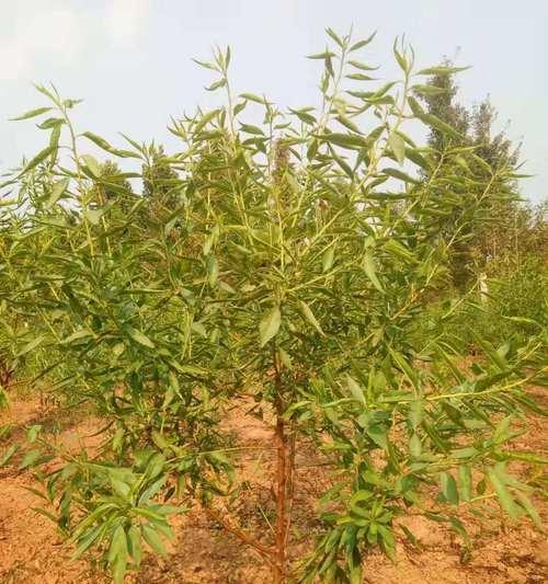 巴旦木是哪种植物的果实？它的营养价值有哪些？