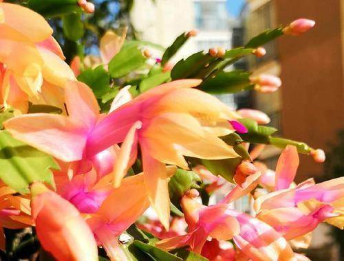 蟹爪兰四季开花吗？如何实现全年持续开花？