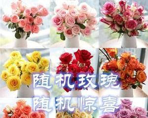 玫瑰的美丽与象征意义（探寻影星玫瑰的浪漫与深刻）