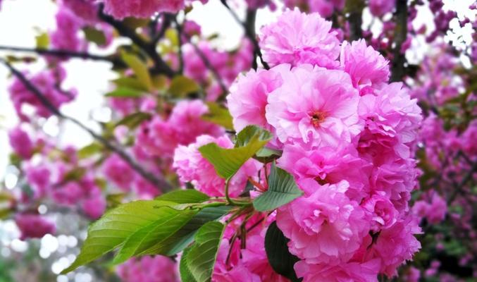 樱花花语（探寻樱花的情感世界）