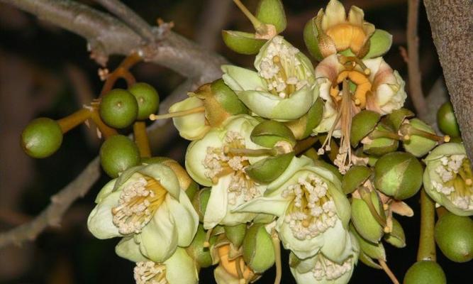 榴莲的象征意义及文化价值剖析（探寻榴莲背后的象征符号与文化内涵）