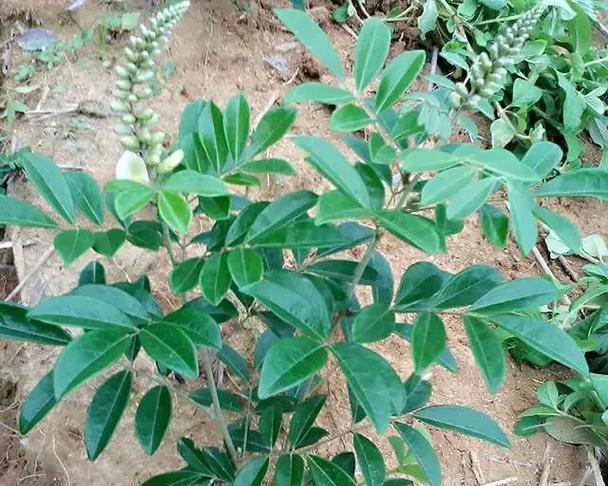 肾精草的神奇功效是什么？使用时应注意哪些问题？