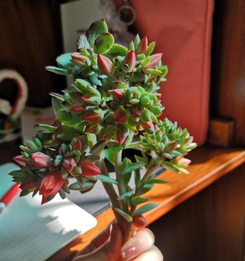 多肉开花的意义与象征（探索多肉植物开花的世界）