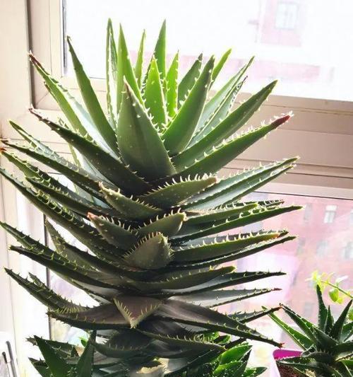 芦荟开花有毒吗？芦荟的花有哪些作用？