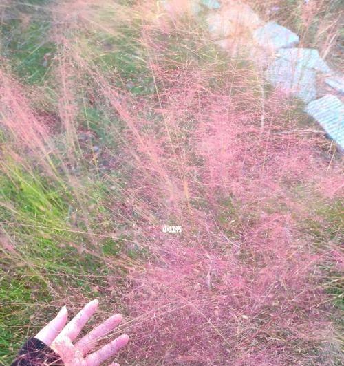 粉黛乱子草的花语寓意（探索粉黛乱子草的美与意义）