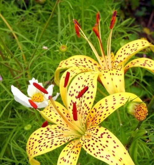 百合花最佳种植时间是什么时候？种植后如何照料？