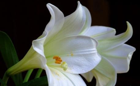 百合花最佳种植时间是什么时候？种植后如何照料？