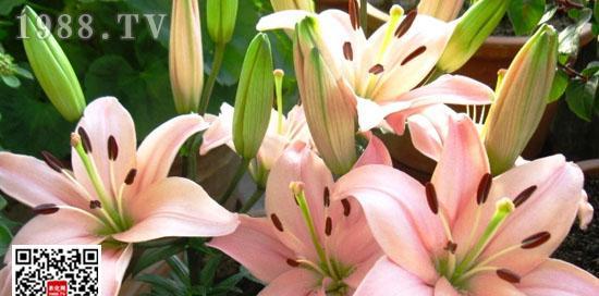 百合花最佳种植时间是什么时候？种植后如何照料？