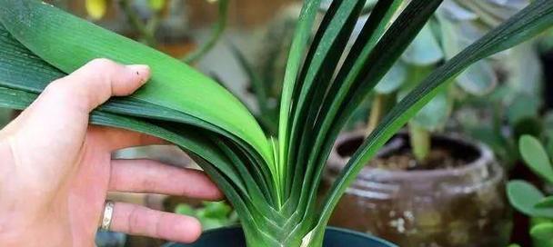 君子兰开花后怎么处理？如何正确养护以促进下一次开花？