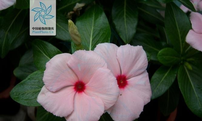 长春花的花语与寓意（揭示长春花的秘密）