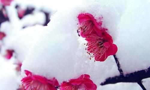 梅花的花语与寓意（探究梅花的花语并了解其象征意义）