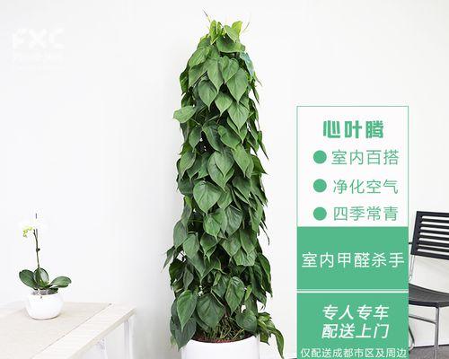 以心叶藤（美丽而有价值的以心叶藤）