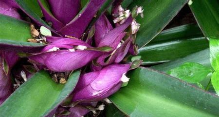 大叶万年青怎么养？养殖过程中应注意哪些问题？