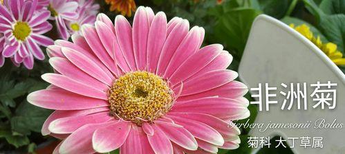 非洲菊花语与风水的奥秘（探索非洲菊花语的文化价值与风水传统的智慧）