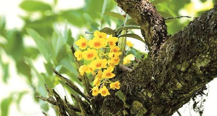 附生植物有哪些种类？它们的生长环境和特点是什么？