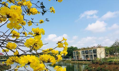 风铃的花语（探索风铃传递的意义与情感）