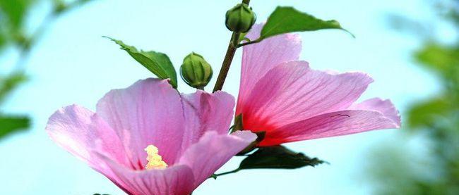 木槿花的花语与寓意（探寻木槿花的深意与美丽）