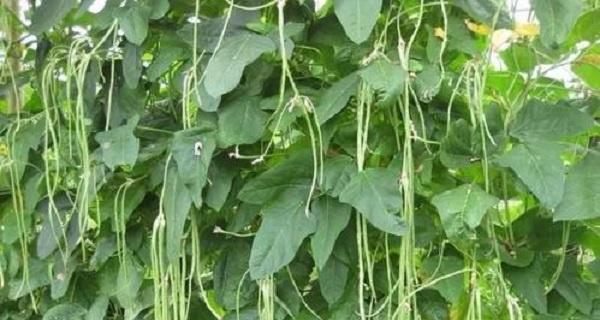 豆角的生长周期是多长时间？如何有效管理豆角的种植时间表？