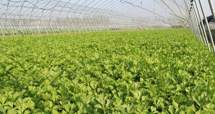 露地芹菜几月份种植最合适？如何确保高产？