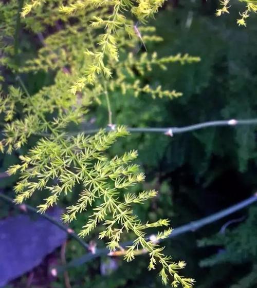 软枣猕猴桃种植环境偏好？喜阴还是喜阳？