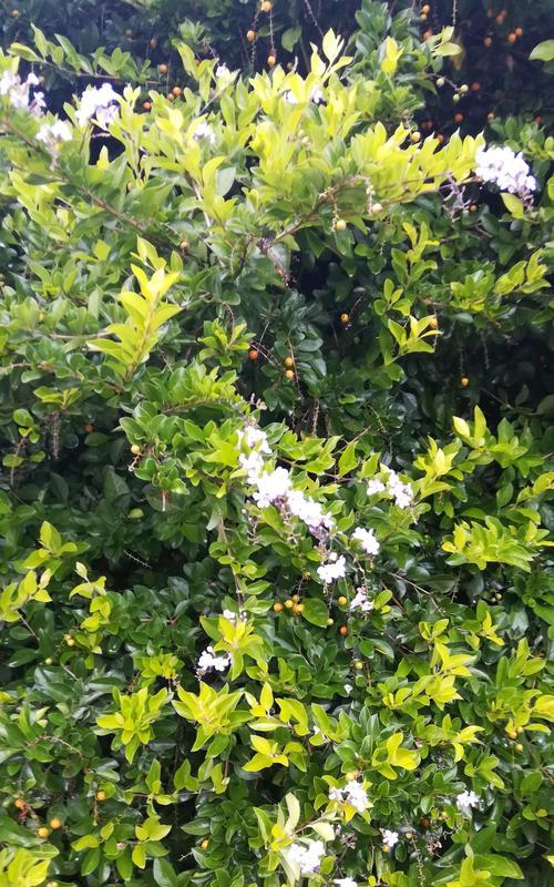 天竺桂花语寓意与传统文化（解读天竺桂的花语）