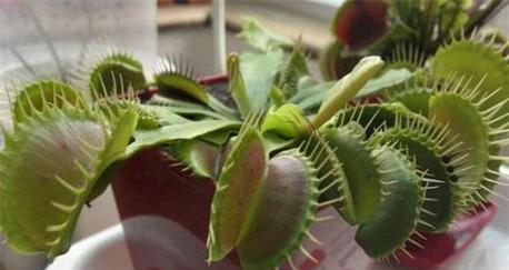 捕蝇草在家养风水禁忌有哪些？养捕蝇草会有坏处吗？