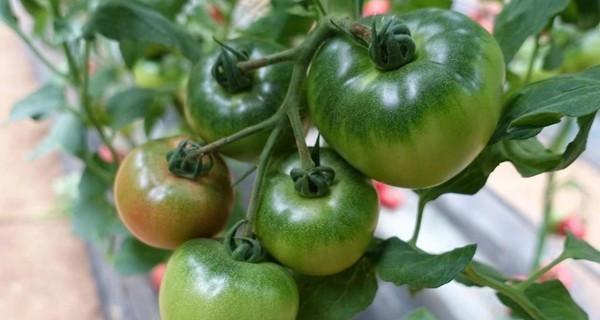 西红柿和番茄是一样的吗？它们之间有哪些主要区别？