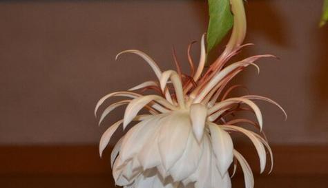 花言巧语（以百合花为例）