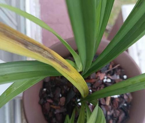 兰花黄叶怎么处理？找出原因并采取相应措施