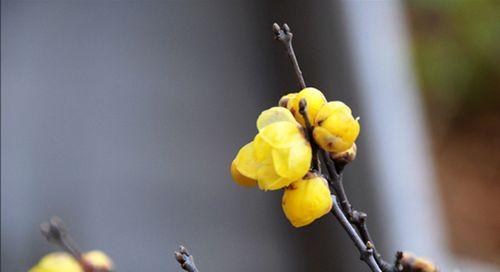 腊梅花的寓意与象征意义（揭示腊梅花的花语和文化内涵）