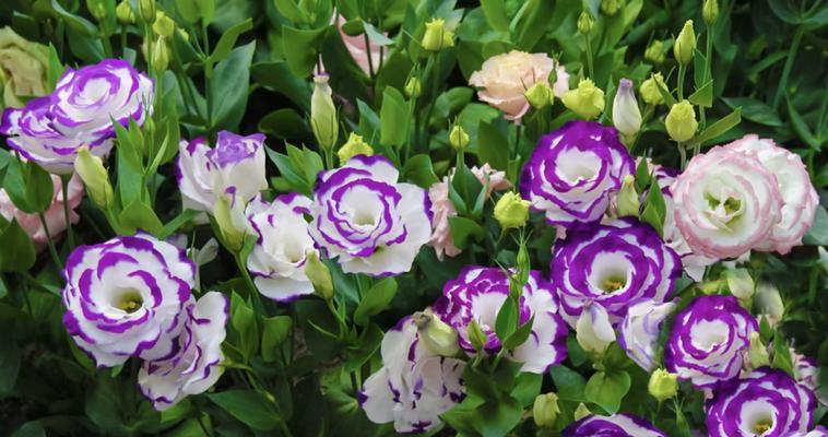 桔梗种植的最佳时间和方法是什么？