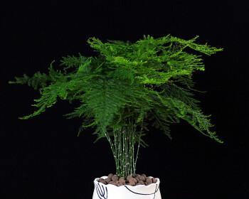 文竹风水与寓意（揭开文竹的神秘面纱）