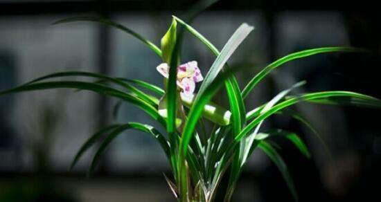 兰花是保护植物吗？兰花的保护级别和相关法规是什么？