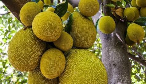 菠萝蜜什么时候成熟？如何判断菠萝蜜是否成熟？