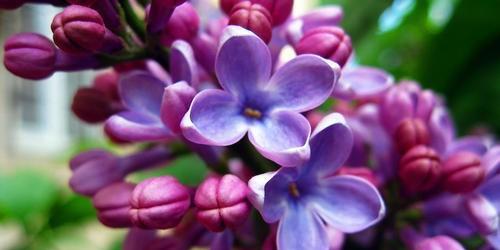 以太阳花的花语为主题的文章（灿烂的太阳花）