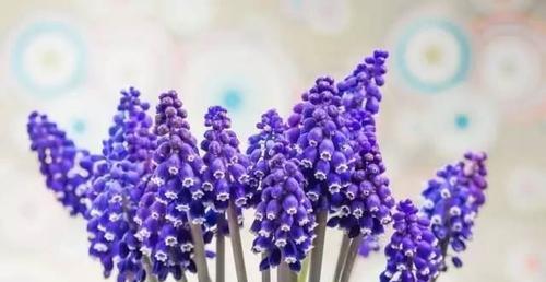 风信子的花语和寓意象征着什么意思？如何正确解读风信子的含义？