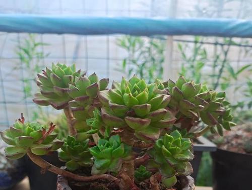 多肉植物可以使用硫酸亚铁吗？浇硫酸亚铁有什么注意事项？