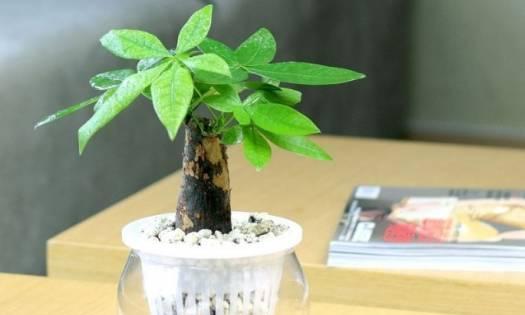 发财树可以用营养液吗？正确使用方法是什么？